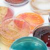 Agar-Agar in der Küche und die Vorteile des Kochens damit